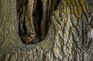 Ecureuil roux : poursuite dans un peuplier creux! 