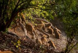 Famille de babouins 
