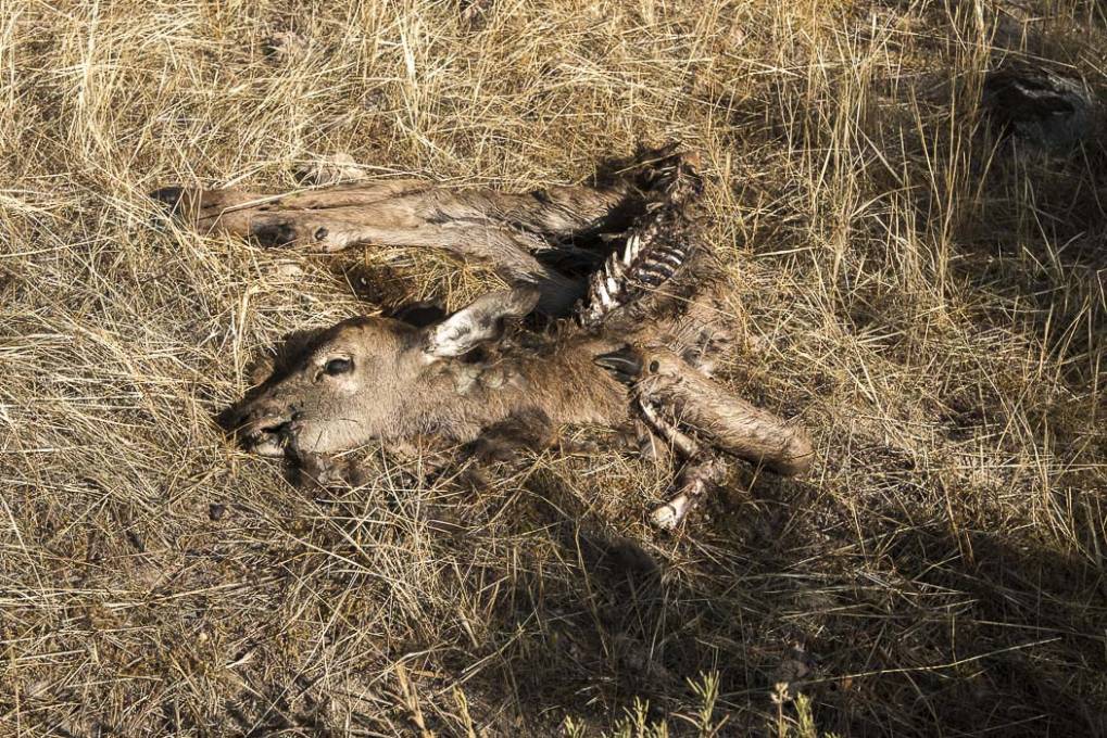 Cadavre d'un Jeune cerf élaphe 