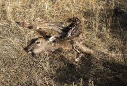 Cadavre d'un Jeune cerf élaphe 